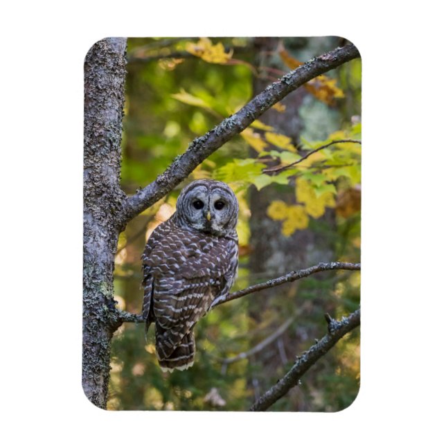 Íman Barred Owl em outono | Alger County, MI (Vertical)