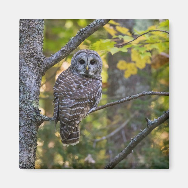 Íman Barred Owl em outono | Alger County, MI (Frente)