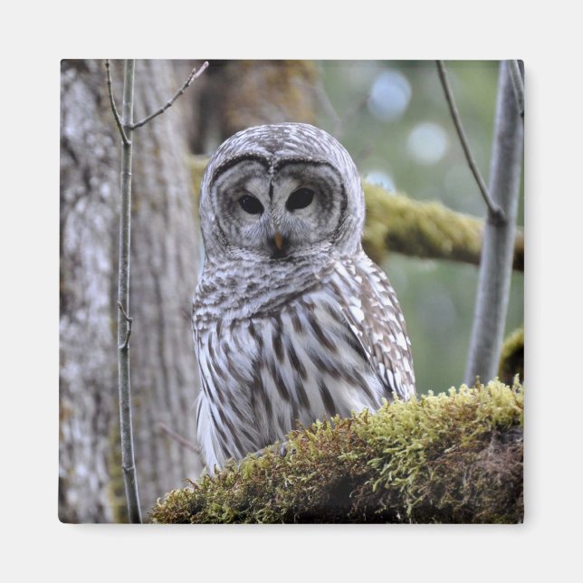 Íman Barred Owl Lovers Magnet (Frente)