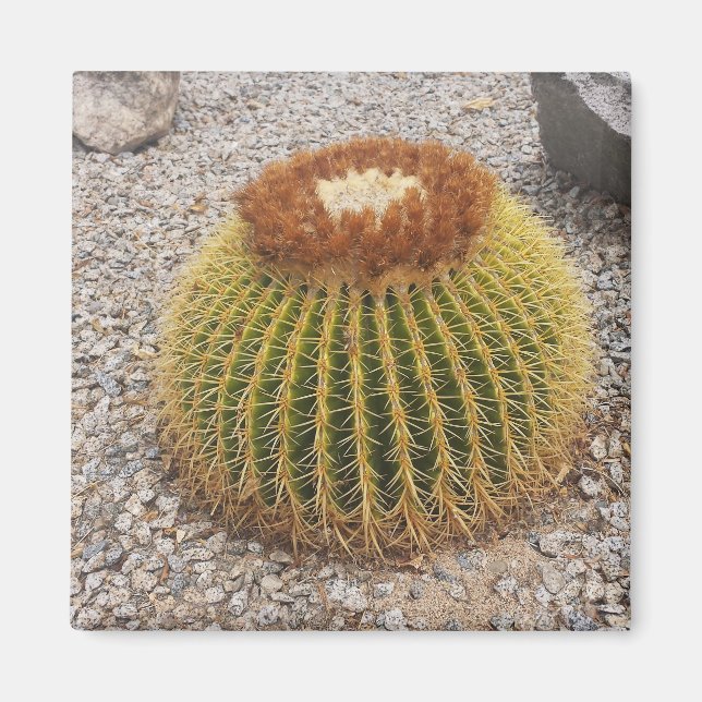 Íman Barrel Cactus (Frente)