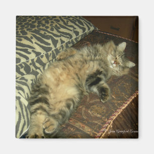 Íman Barriga do Tum do rum