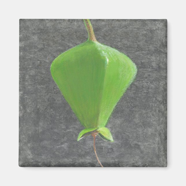 Íman Barringtonia Acutangula (Frente)