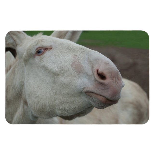 Íman Barroco Branco Donkey (Horizontal)