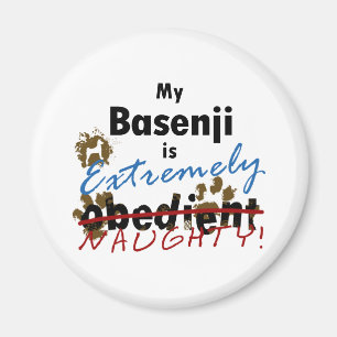 Íman Basenji extremamente impertinente