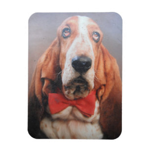 Íman Basset De Magnete Premium Hound No Arco Vermelho