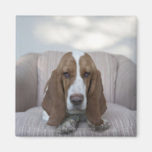Íman Basset Hound