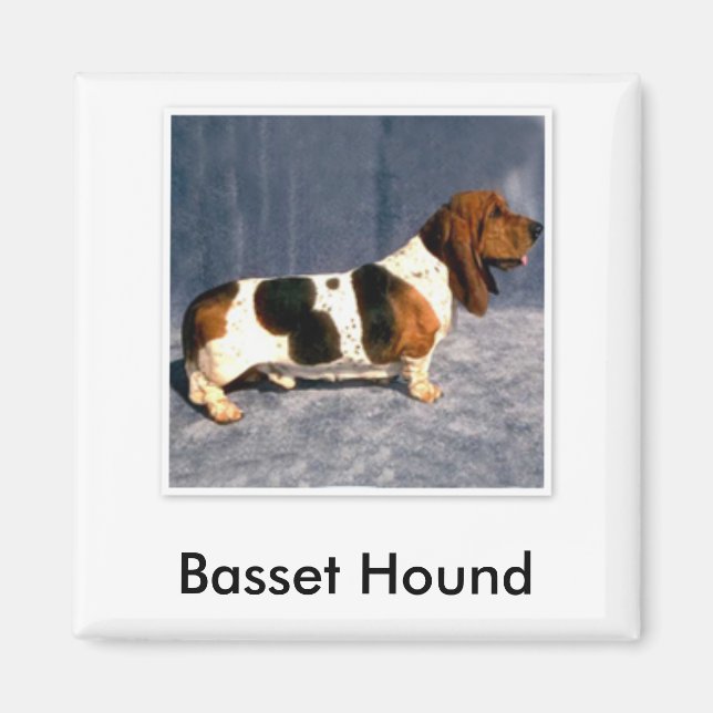 Íman basset_hound 2, Hound Basset (Frente)