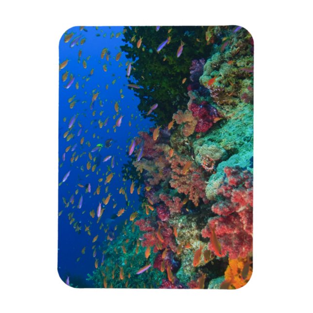 Íman Bassetes-Fadas Escolares (Pseudanthias (Vertical)