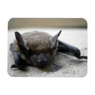 Íman Bastão marrom pequeno (lucifugus do Myotis)