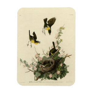 Íman Bate-papo de cor amarela - Aves da América de Audu