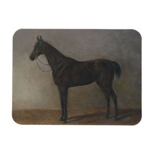 Íman Bay Gelding Horse (por Albrecht Adam)