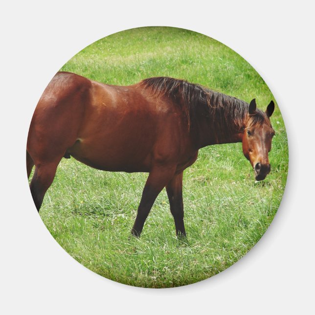 Íman Bay Horse (Frente)