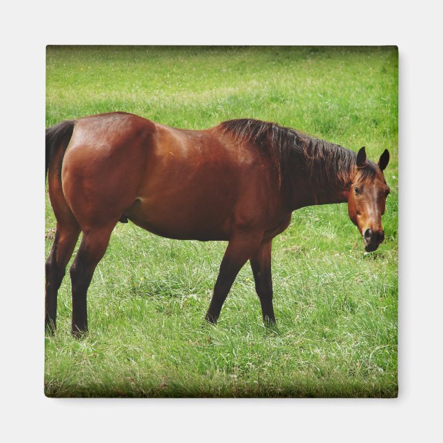 Íman Bay Horse (Frente)
