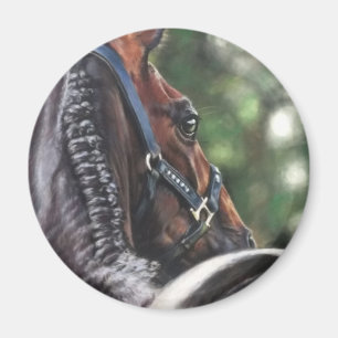 Íman Bay Horse Thoroughbred Warmblood Dressage Jumper
