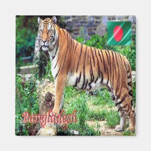 Íman BD - Bangladesh - O Tigre Real do Bengala