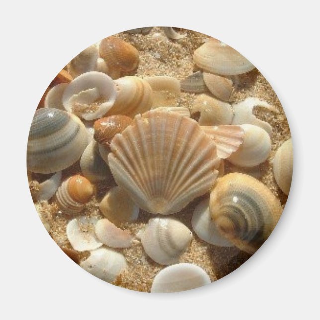 Íman Beach Shells Magnet (Frente)