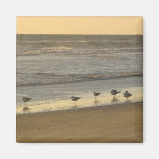 Íman Beach Terns Birds Sunrise Ocean Photoics