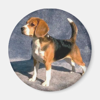 Íman beagle