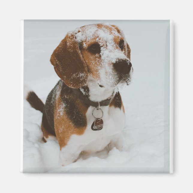 Íman beagle (Frente)