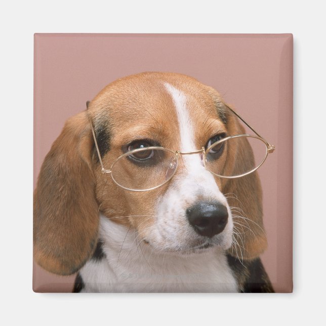 Íman Beagle (Frente)