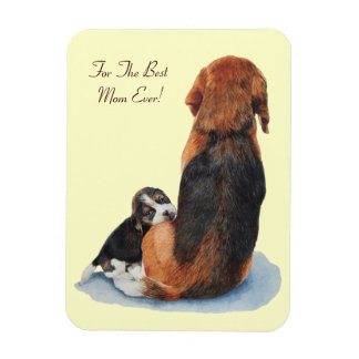 Íman beagle muito fofinho amassando mãe