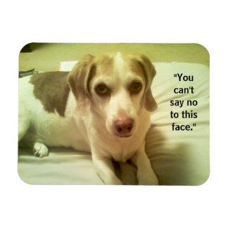 Íman Beagle "Não posso dizer não a esta face" Magnet 3x