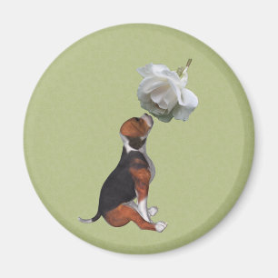 Íman Beagle Puppy White Rose Magnet