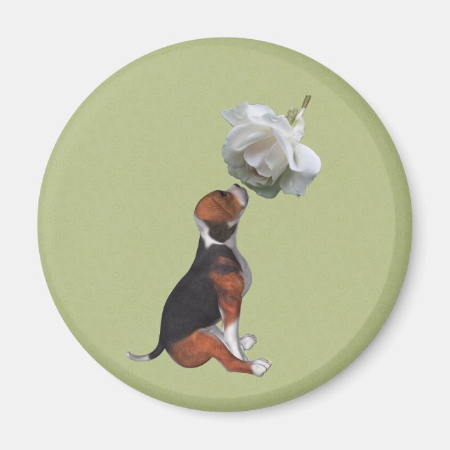 Íman Beagle Puppy White Rose Magnet (Frente)
