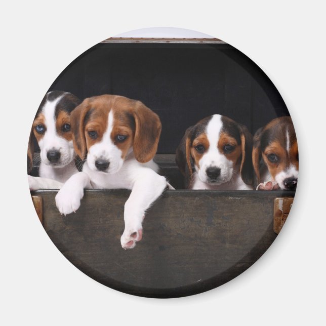 Íman Beagles (Frente)