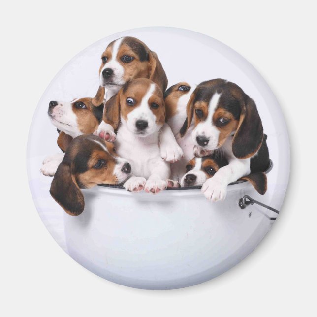 Íman Beagles no Balde (Frente)