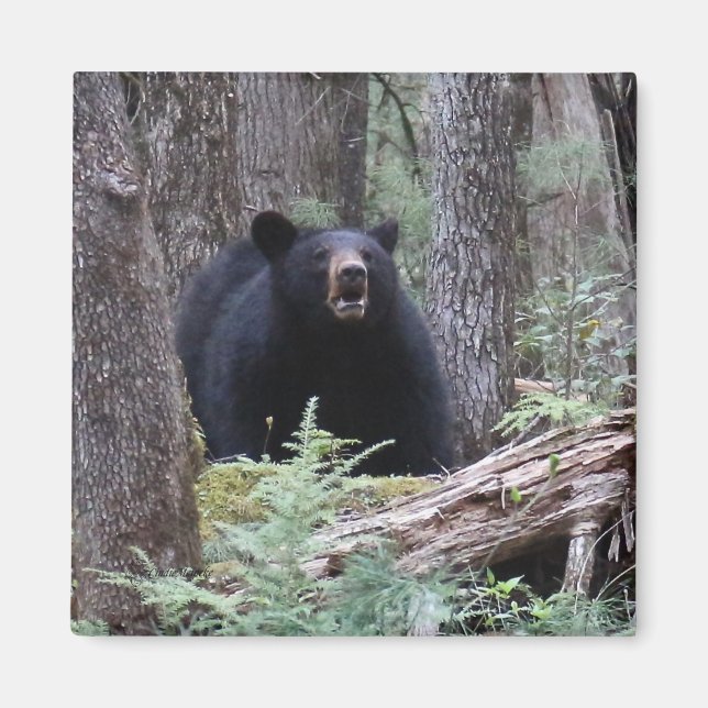 Íman Bear Comigo (Frente)