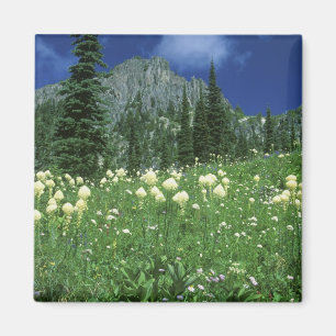 Íman Beargrass no lago Eunice, Mt. Rainier NP, WA,