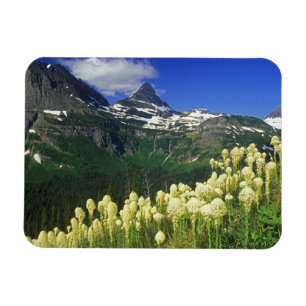 Íman Beargrass no Logan Pass no Parque Nacional Glacier