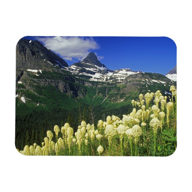 Íman Beargrass no Logan Pass no Parque Nacional Glacier (Horizontal)
