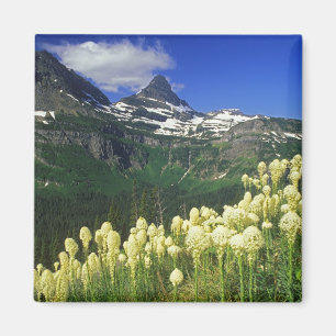 Íman Beargrass no Logan Pass no Parque Nacional Glacier