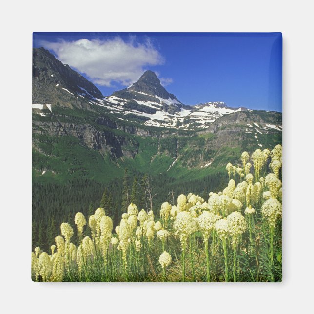 Íman Beargrass no Logan Pass no Parque Nacional Glacier (Frente)
