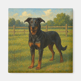 Íman Beauceron