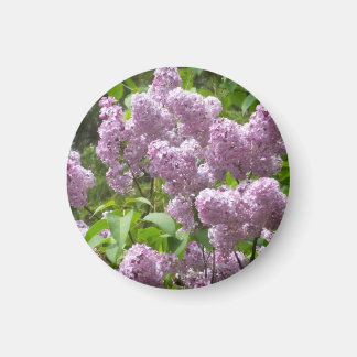 Íman Beautiful Lilac Bush-
