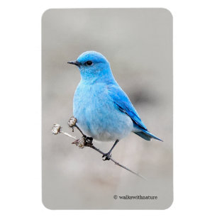 Íman Beautiful Mountain Bluebird