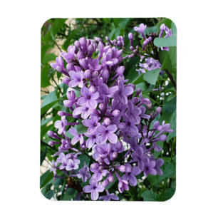 Íman Beautiful purple lilac flower bloom