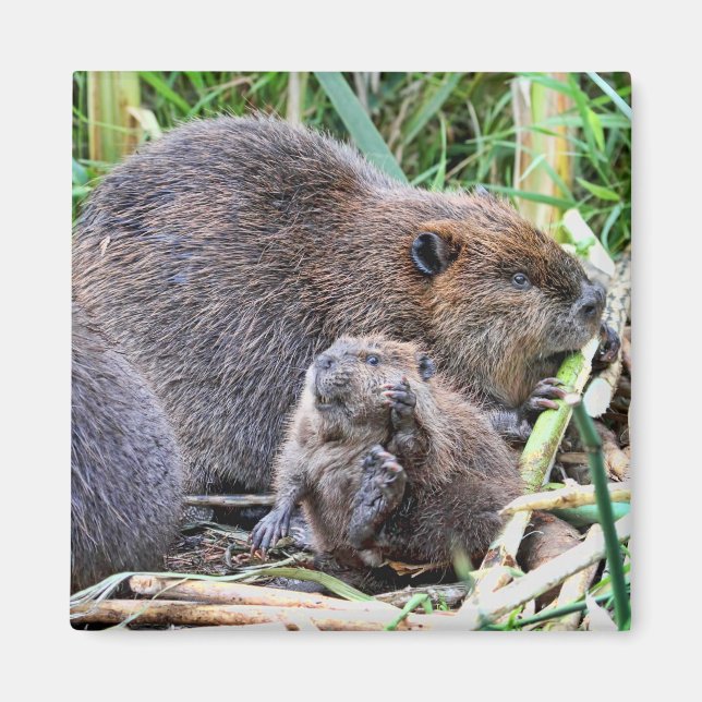Íman Beaver e Foto da Família (Frente)