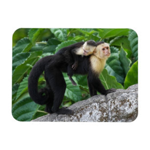 Íman Bebê adulto do carregando do macaco do Capuchin e