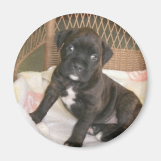 Íman Bebê Boxer!