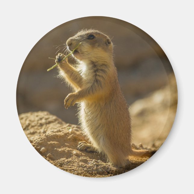 Íman Bebê cão da pradaria comendo, Arizona (Frente)