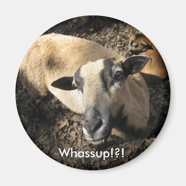 Íman Bebê da Fazenda do Carvalho Negro (Frente)