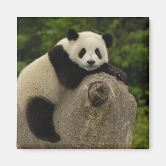 Íman bebê de panda gigante (Frente)