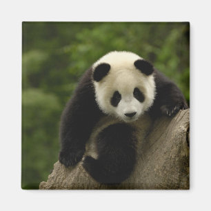 Íman bebê de panda gigante