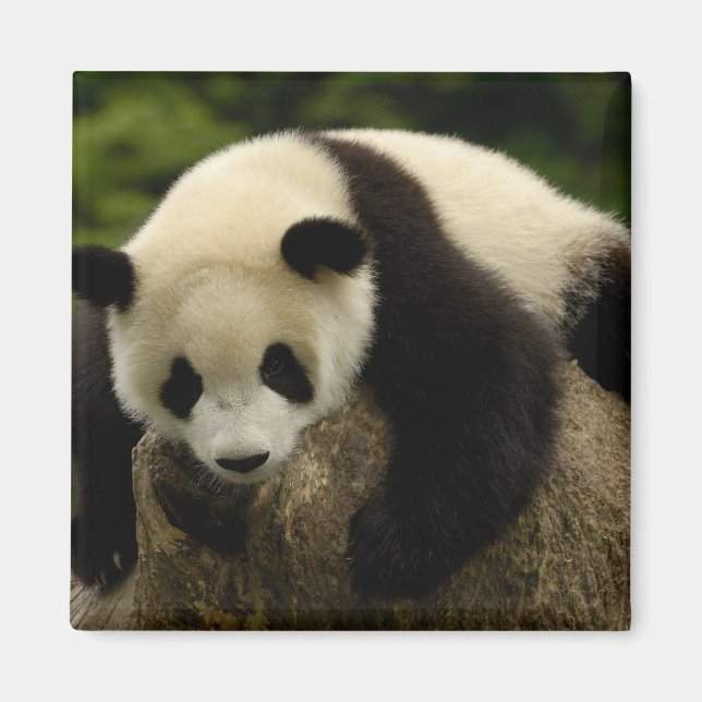 Íman Bebê de panda gigante (Ailuropoda melanoleuca) (Frente)