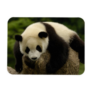Íman Bebê de panda gigante (Ailuropoda melanoleuca)