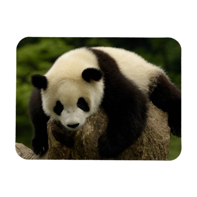 Íman Bebê de panda gigante (Ailuropoda melanoleuca) (Horizontal)